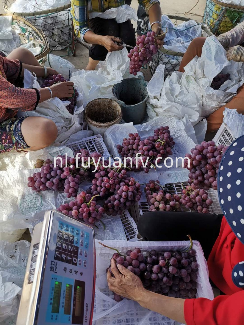 Fresh red grape